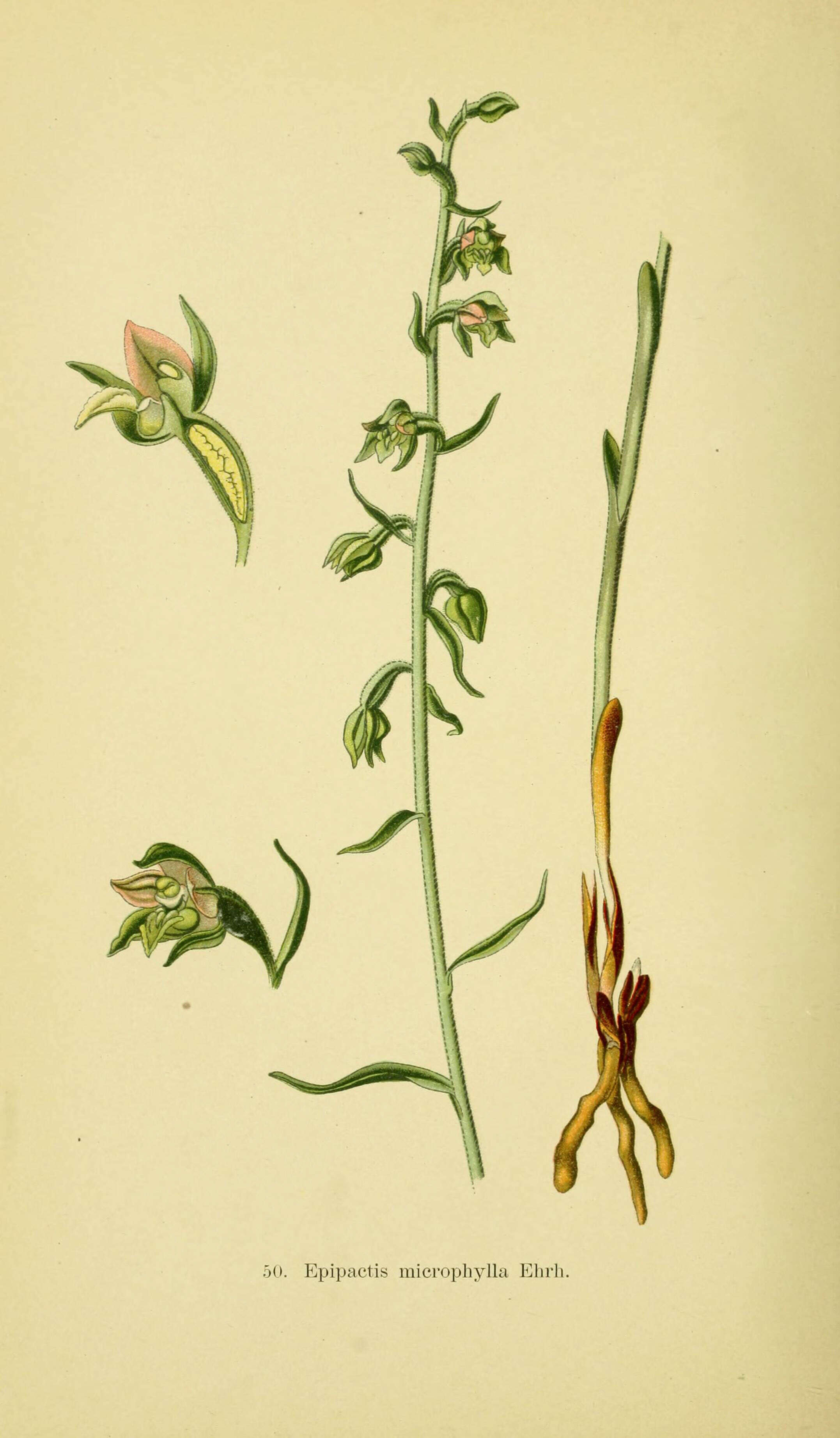 Imagem de Epipactis microphylla (Ehrh.) Sw.