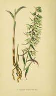 Image of Violet Helleborine