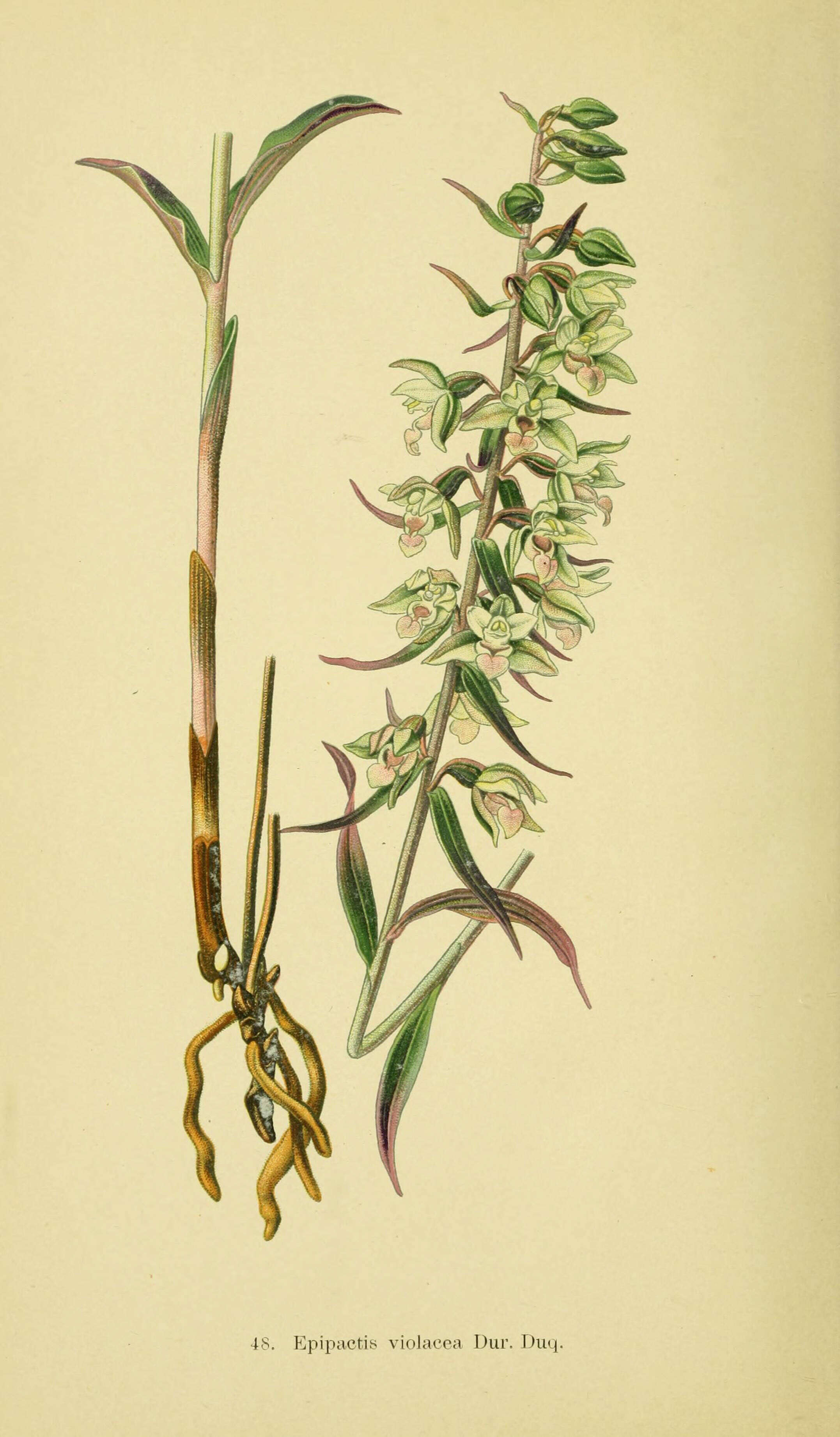 Imagem de Epipactis purpurata Sm.