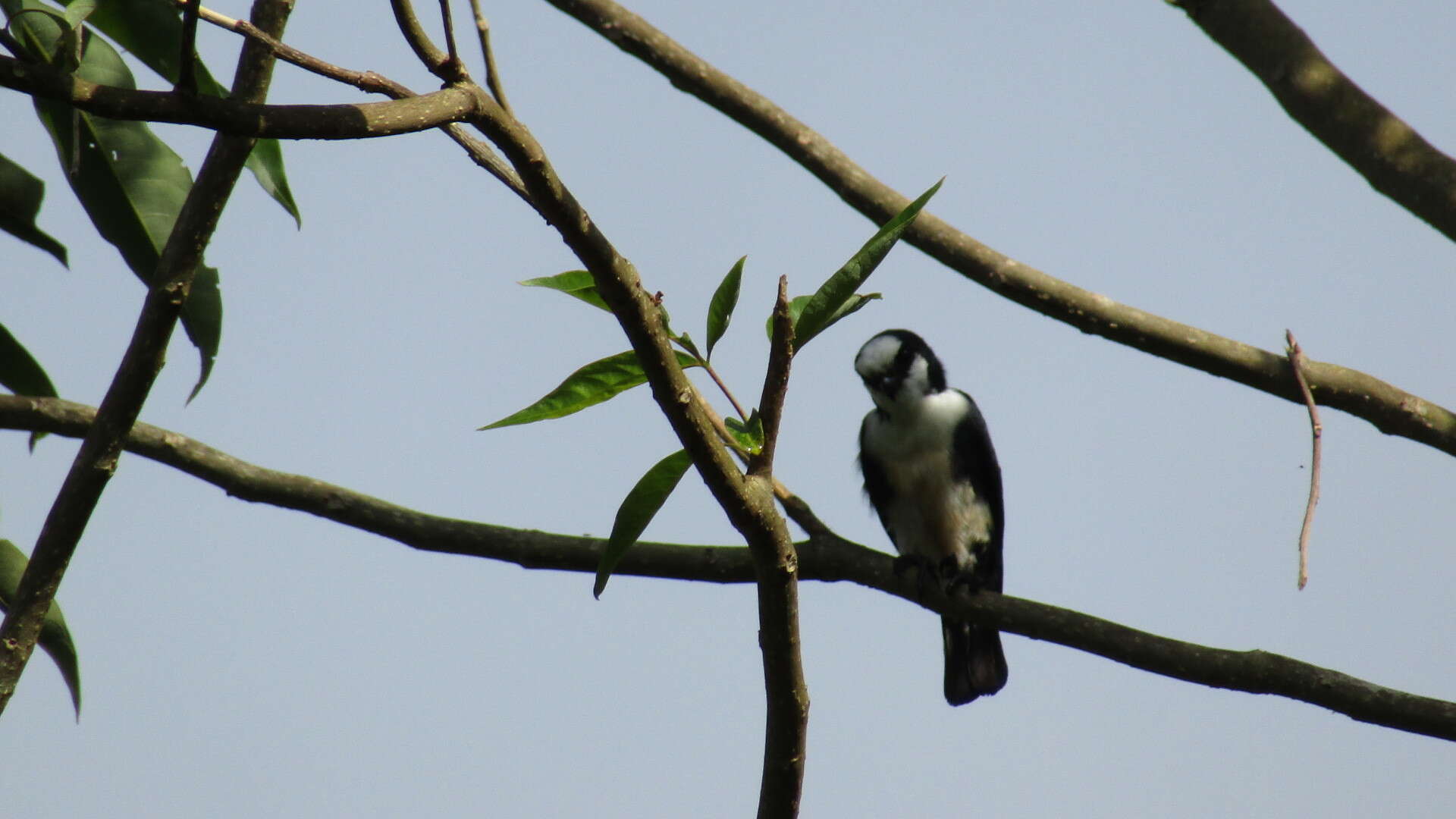 Image of Bornean Falconet