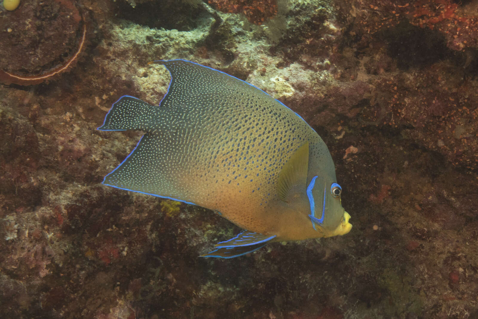 Image of Half-circled Angelfish