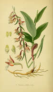 Imagem de Epipactis palustris (L.) Crantz