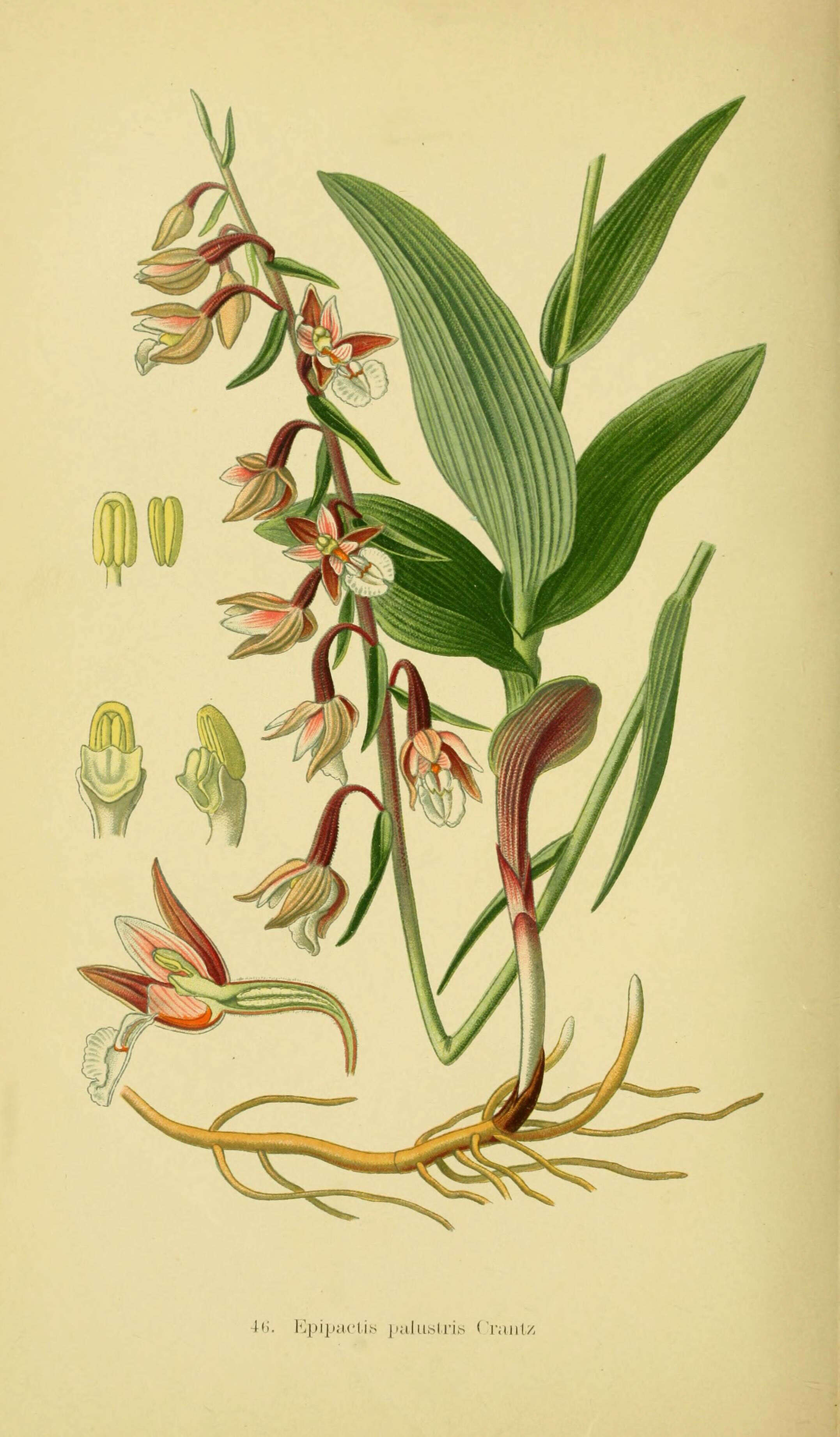 Image of Marsh Helleborine