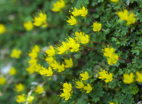 Image of Chrysosplenium album Maxim.