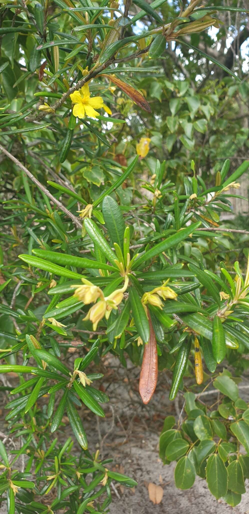 Image of Hibbertia coriacea Baill.