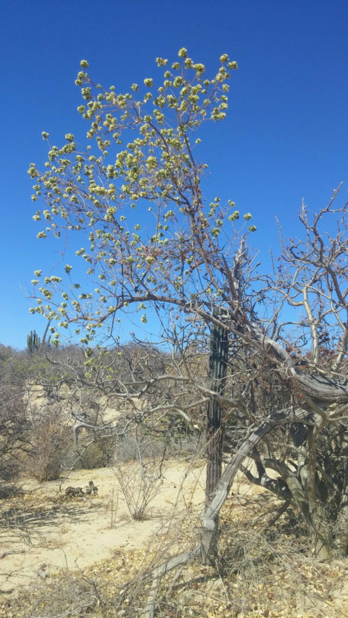 Image of Nahuatlea arborescens (Brandegee) V. A. Funk