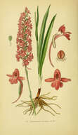 Image of fragrant orchid