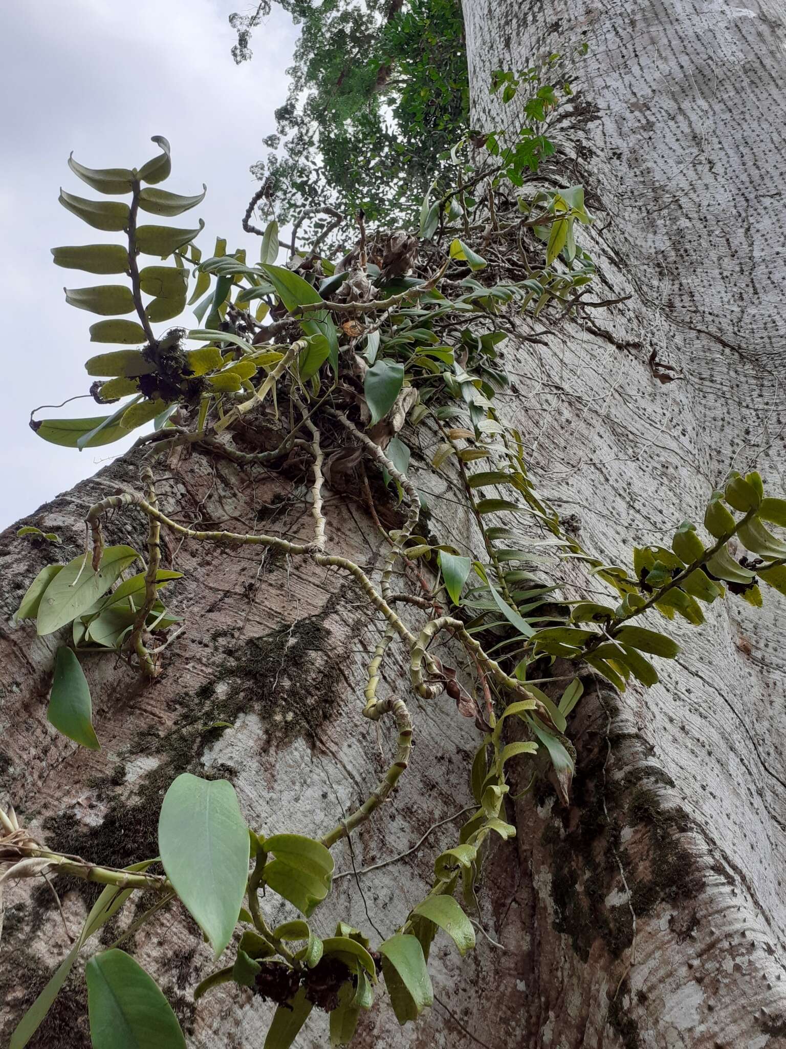 Calyptrochilum emarginatum (Afzel. ex Sw.) Schltr.的圖片