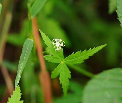 Image of Hydrocotyle geraniifolia F. Müll.