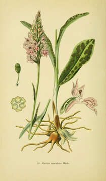 Image of Heath spotted orchid