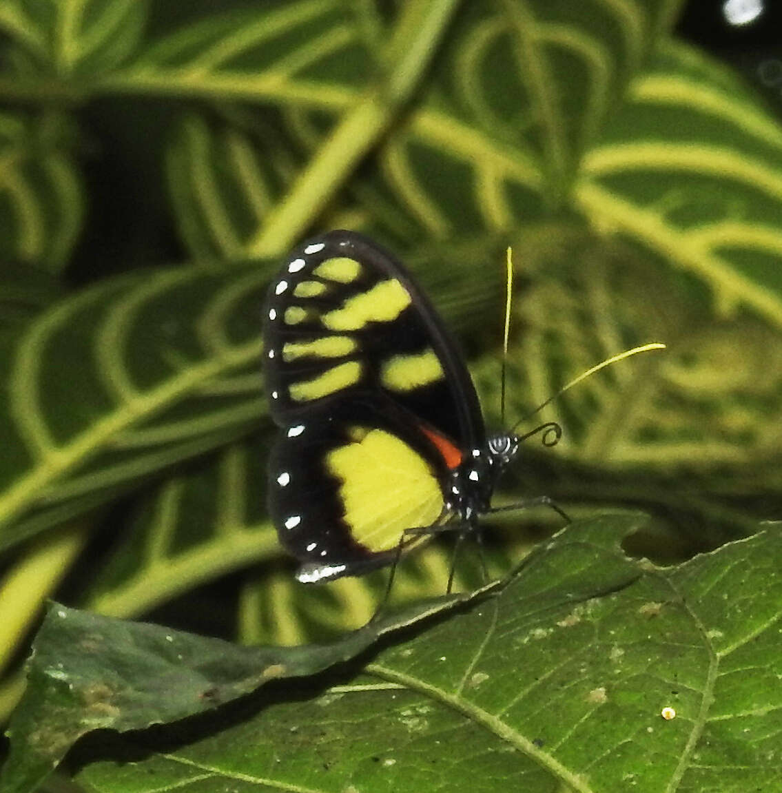 Image de Godyris zavaleta caesiopicta