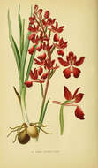 Anacamptis laxiflora (Lam.) R. M. Bateman, Pridgeon & M. W. Chase的圖片