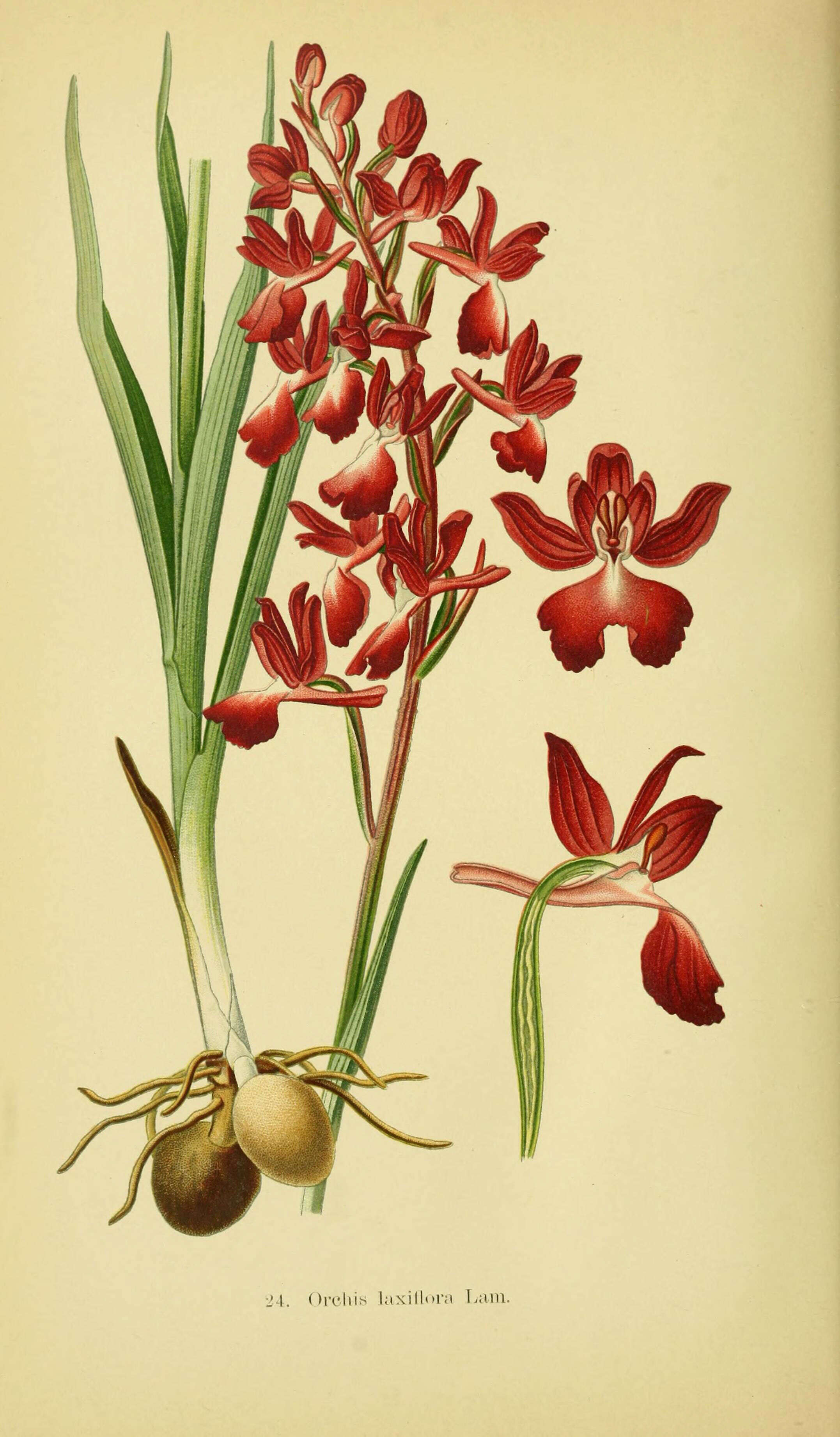 Anacamptis laxiflora (Lam.) R. M. Bateman, Pridgeon & M. W. Chase的圖片