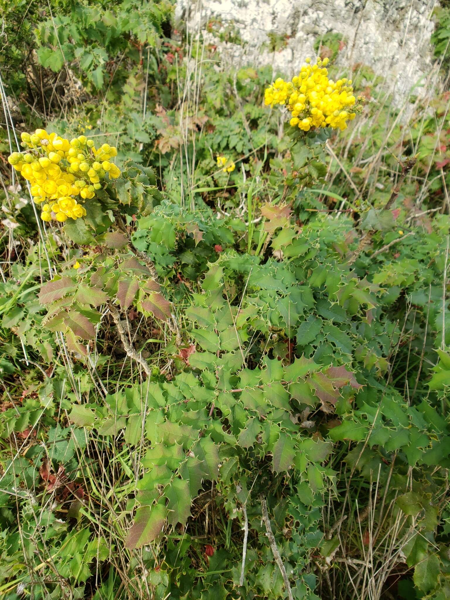 Image of Mahonia