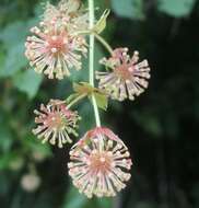 Imagem de Uncaria lanosa var. appendiculata (Benth.) Ridsdale