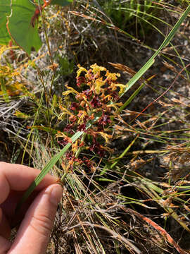 Image of Tritoniopsis parviflora (Jacq.) G. J. Lewis