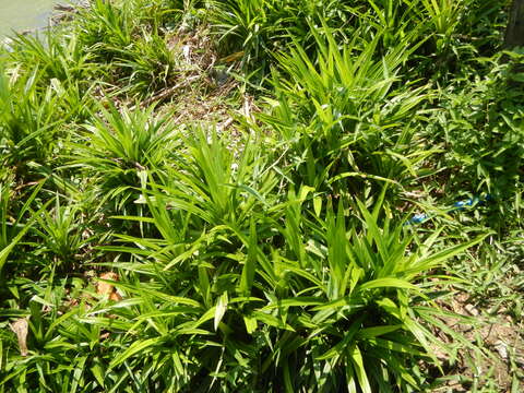 Image de Pandanus tectorius Parkinson ex Du Roi