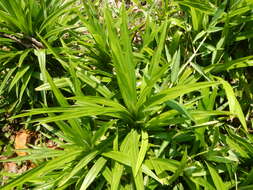 Image de Pandanus tectorius Parkinson ex Du Roi