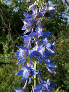 Delphinium schmalhausenii Albov.的圖片