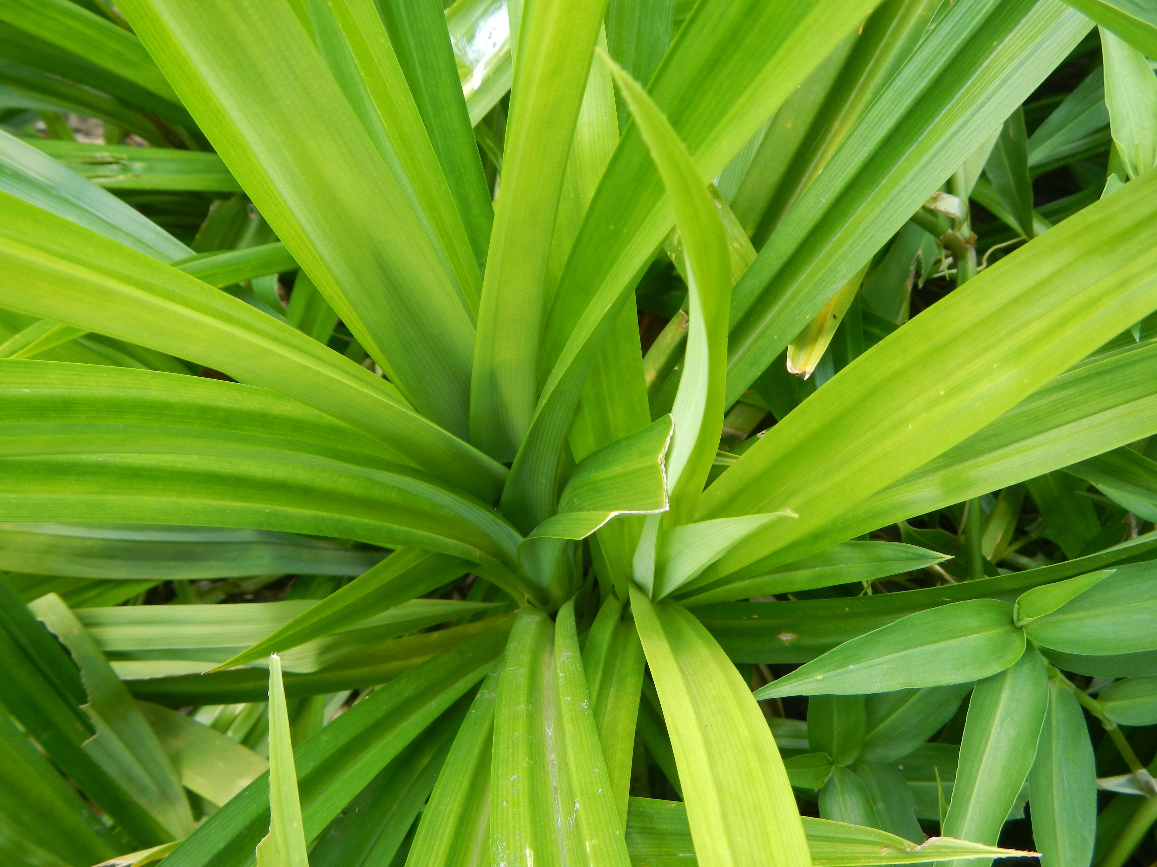 Image of Tahitian screwpine