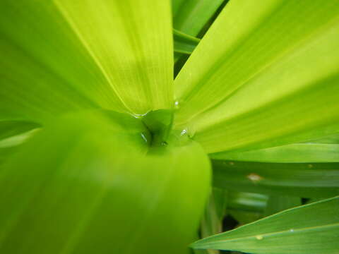 Image de Pandanus tectorius Parkinson ex Du Roi