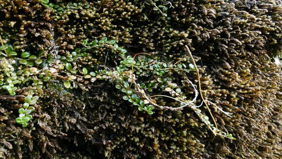 Image of Epilobium pernitens Cockayne & Allan