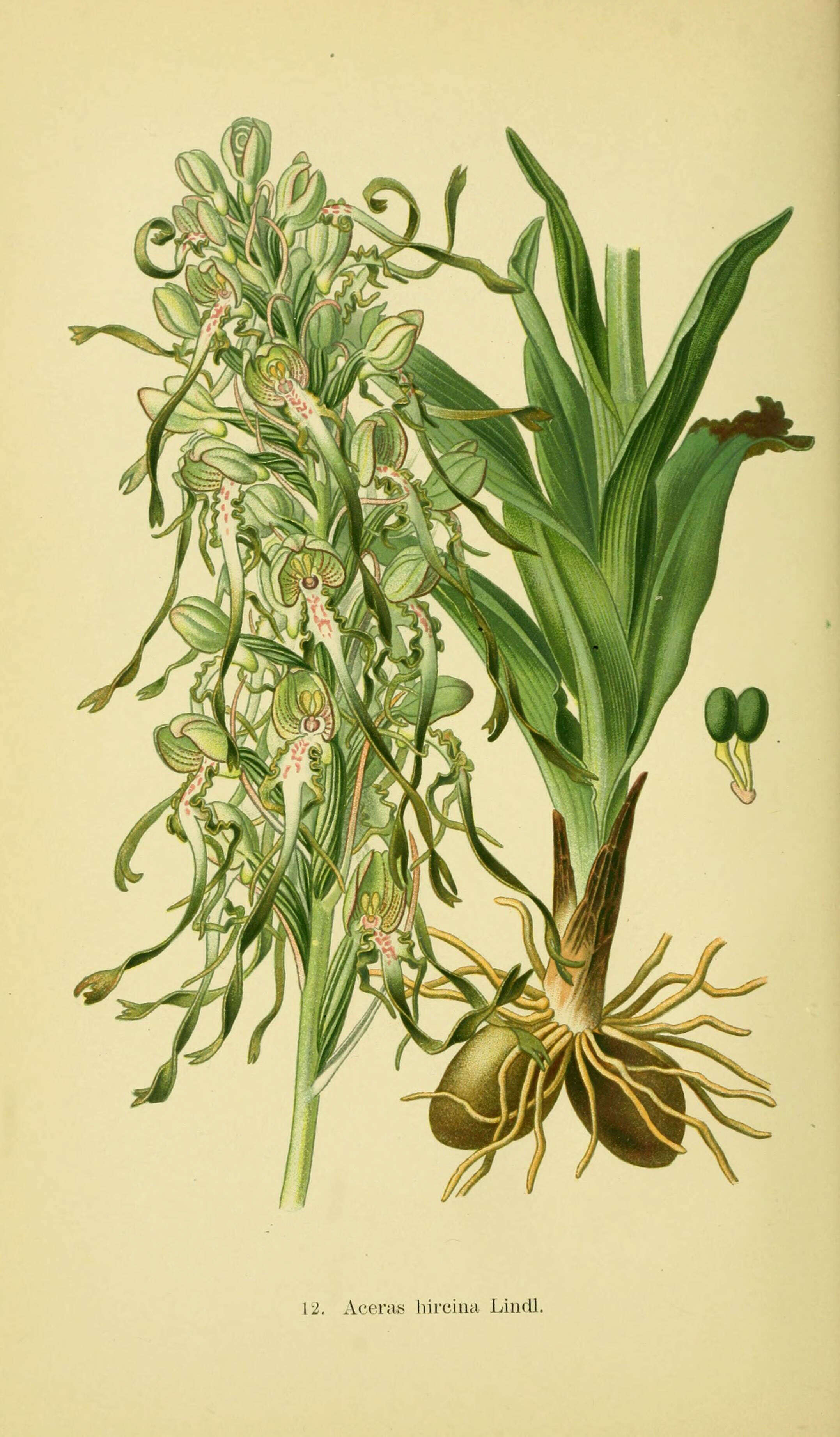 Himantoglossum hircinum (L.) Spreng. resmi