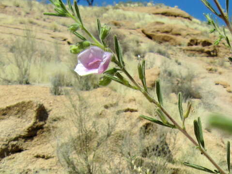 Image of Sesamum rigidum Peyr.