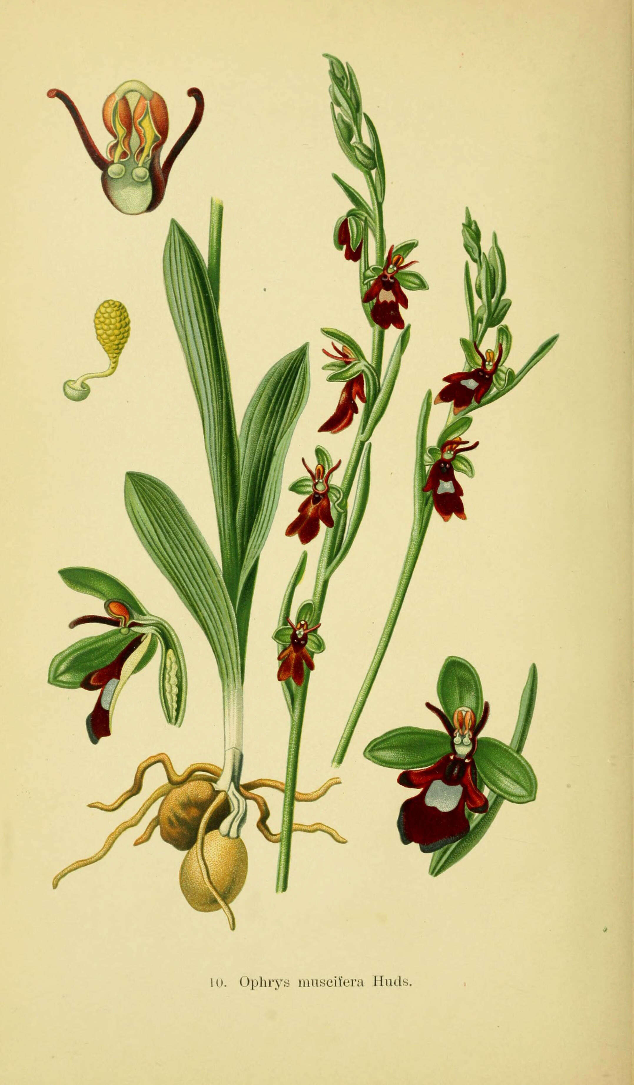 Слика од Ophrys insectifera L.