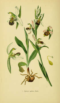 Image of Bee orchid