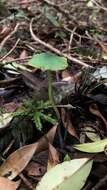 Imagem de Entoloma necopinatum E. Horak 1978