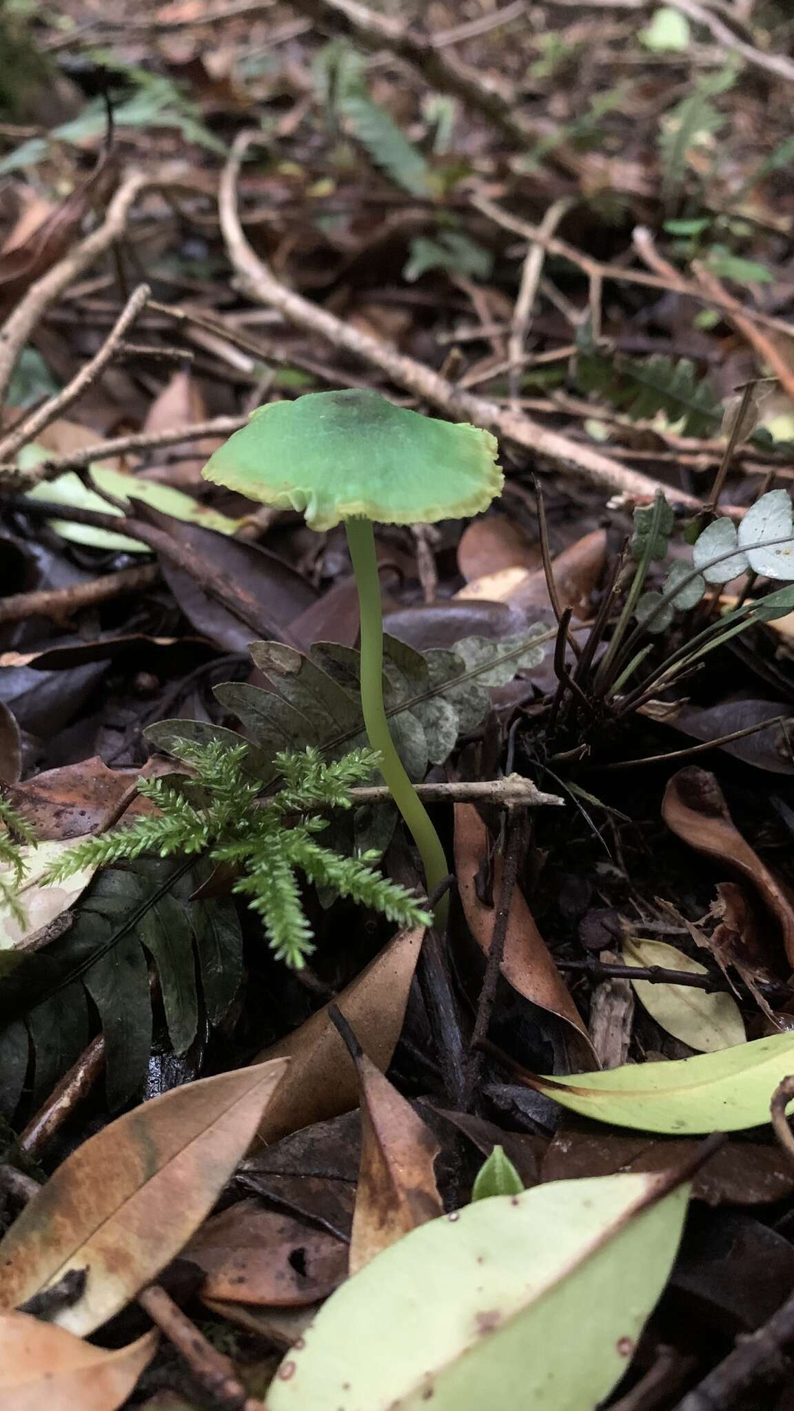 Imagem de Entoloma necopinatum E. Horak 1978