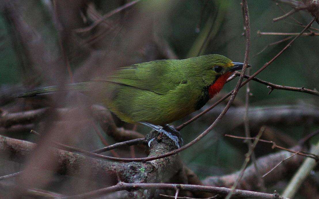 Слика од Telophorus viridis (Vieillot 1817)