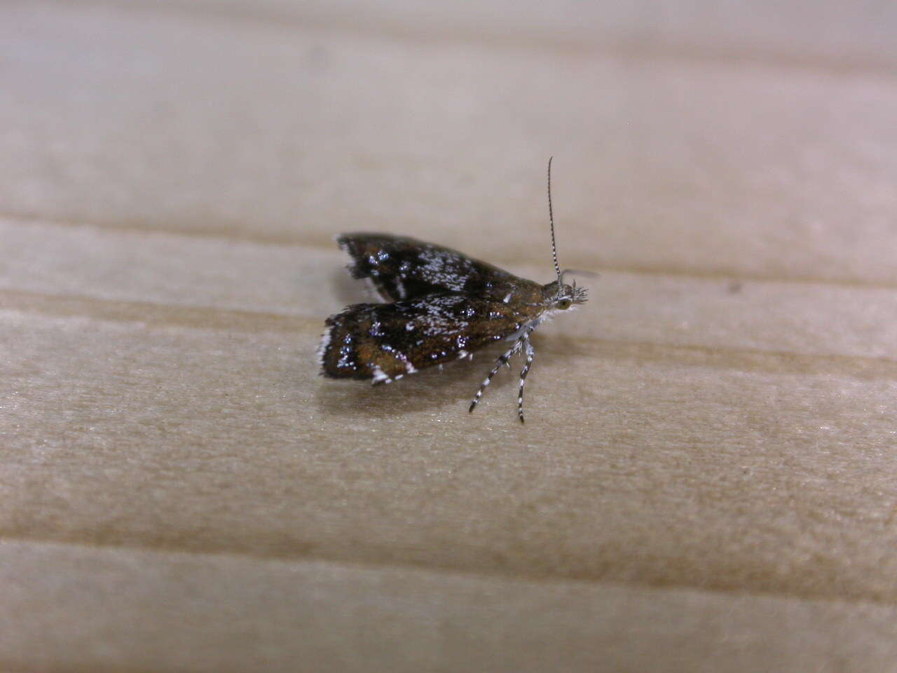 Prochoreutis sehestediana (Fabricius 1777)的圖片