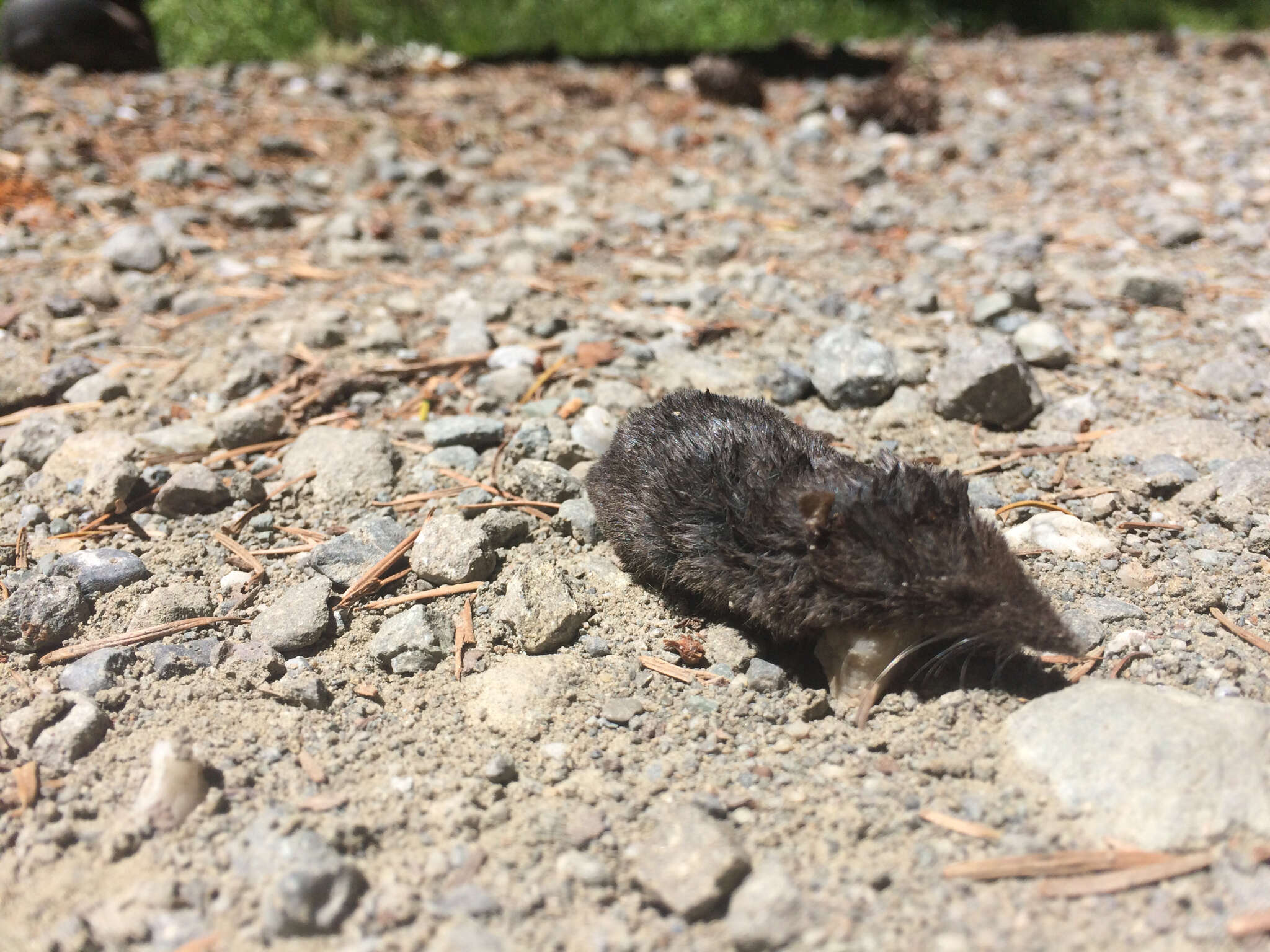 Image of Trowbridge's shrew