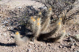 Imagem de Echinopsis camarguensis (Cárdenas) H. Friedrich & G. D. Rowley