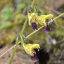 Image of Salvia flava var. megalantha Diels