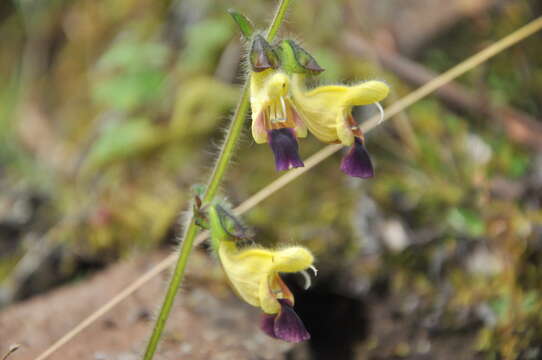 Image of Salvia flava Forrest ex Diels