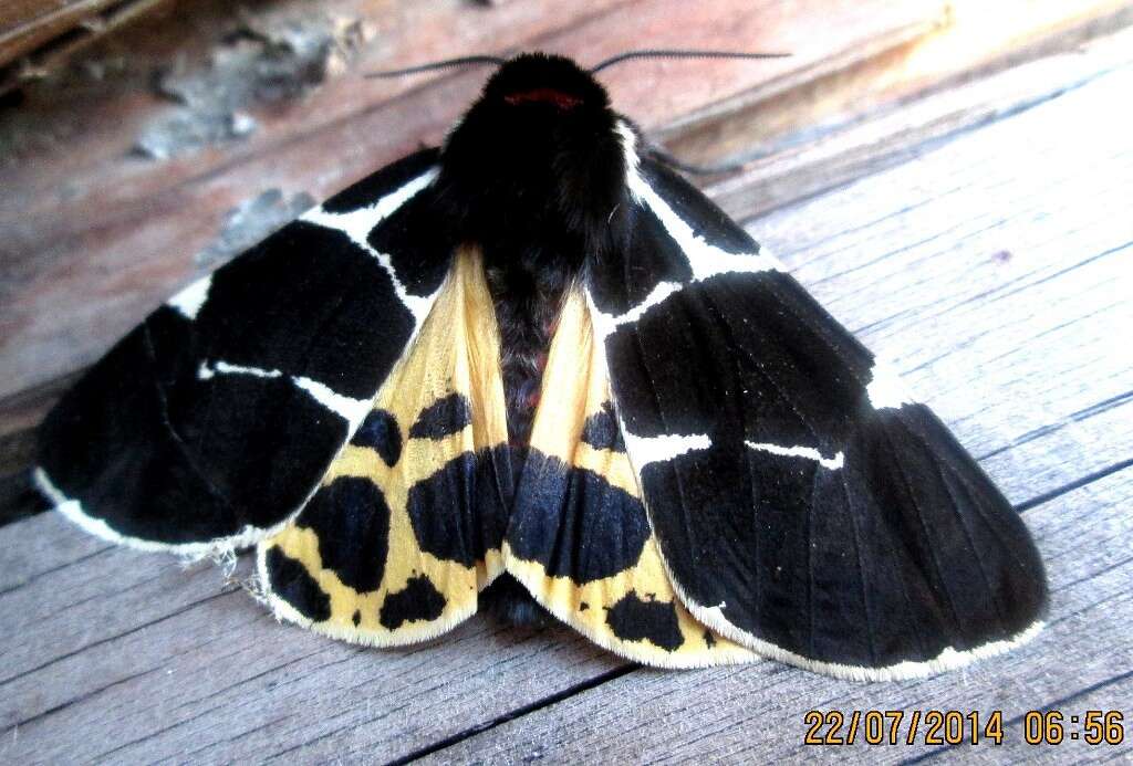 Image of Yellow Tiger Moth