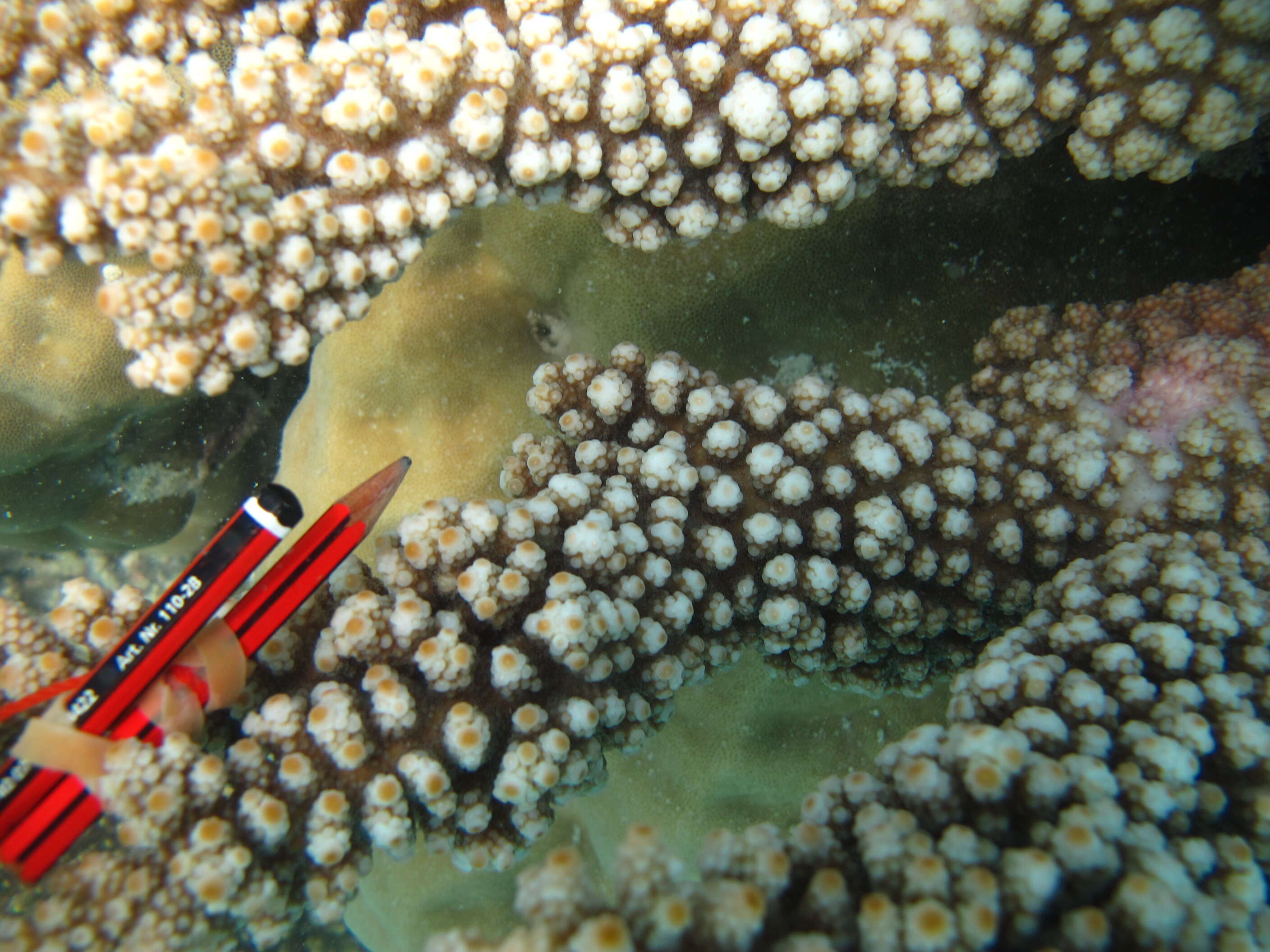 Image of Branch Coral