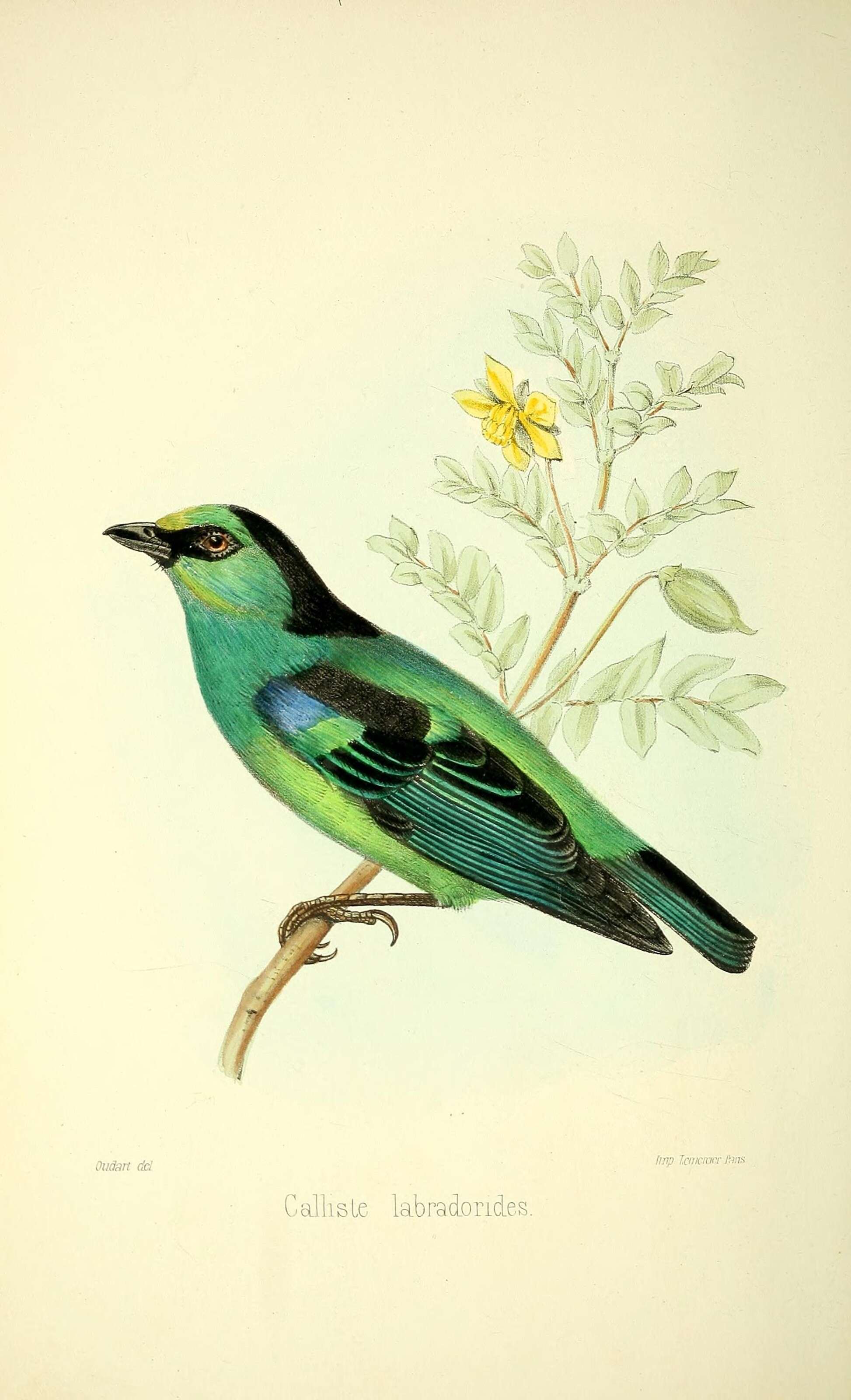 Image of Metallic-green Tanager