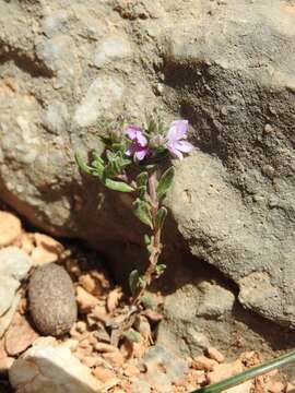 Image of Veronica thymifolia Sibth. & Sm.