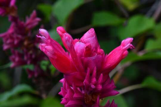 Image of Salvia wagneriana Pol.