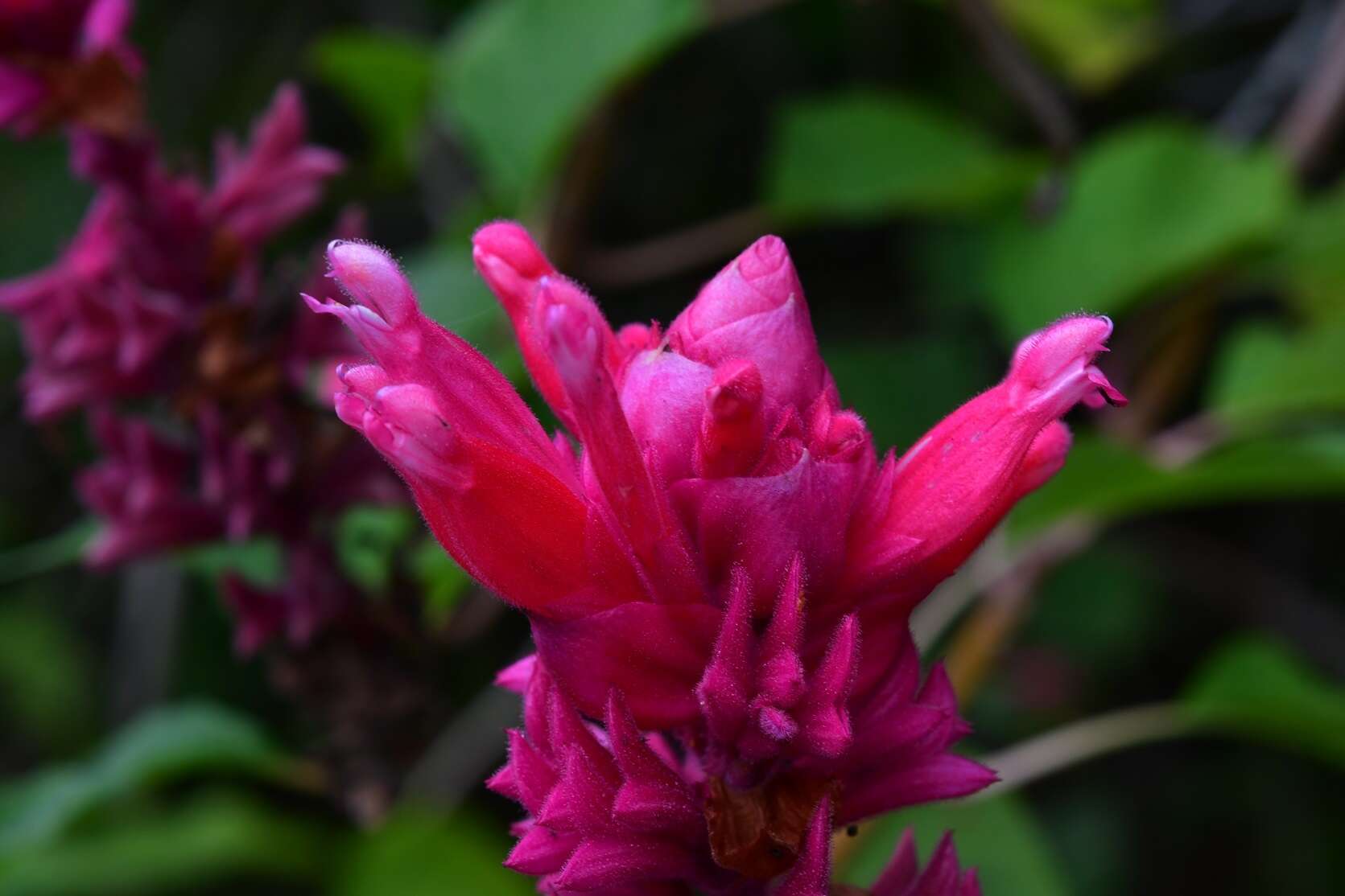 Image of Salvia wagneriana Pol.