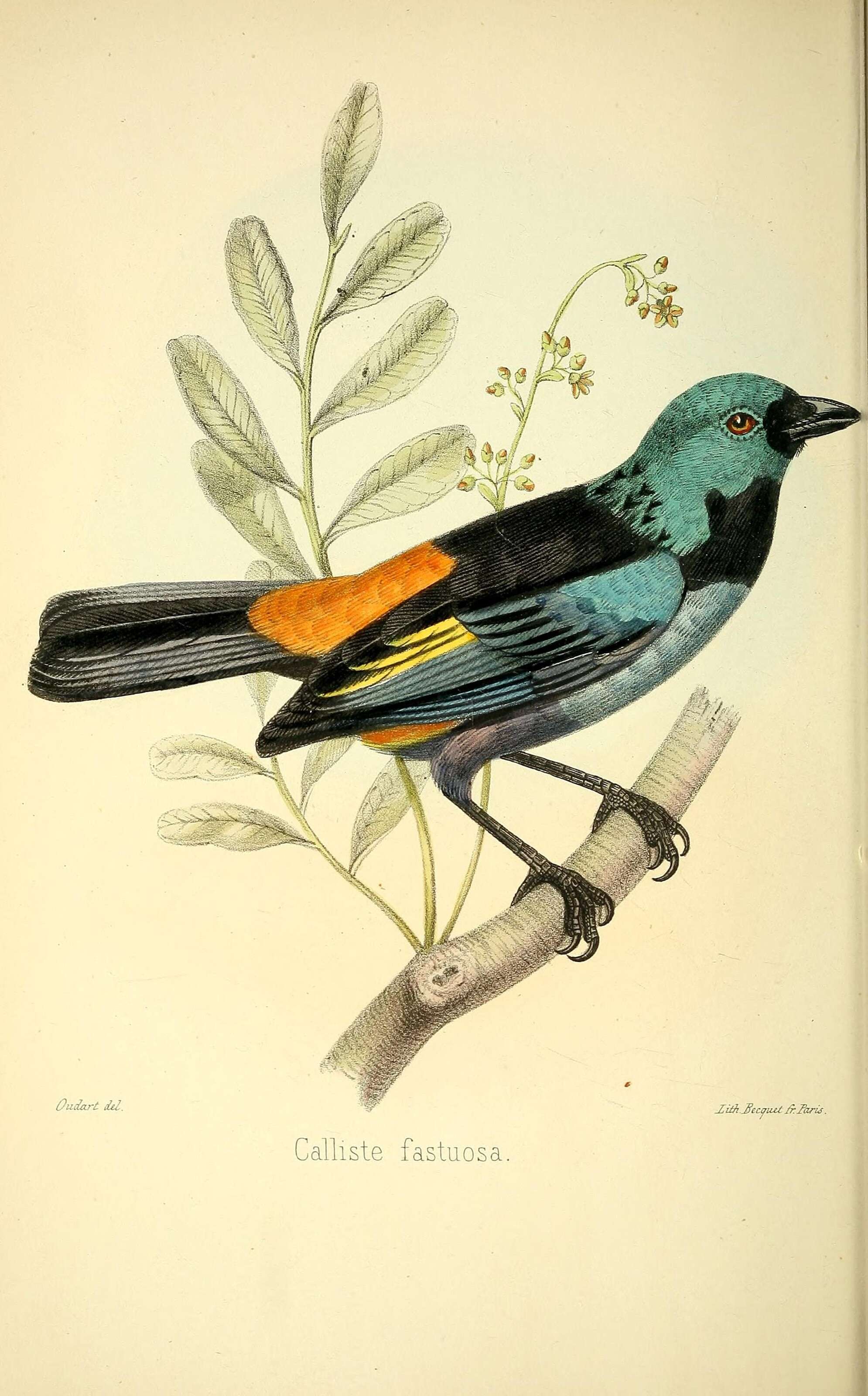 Image of Seven-colored Tanager