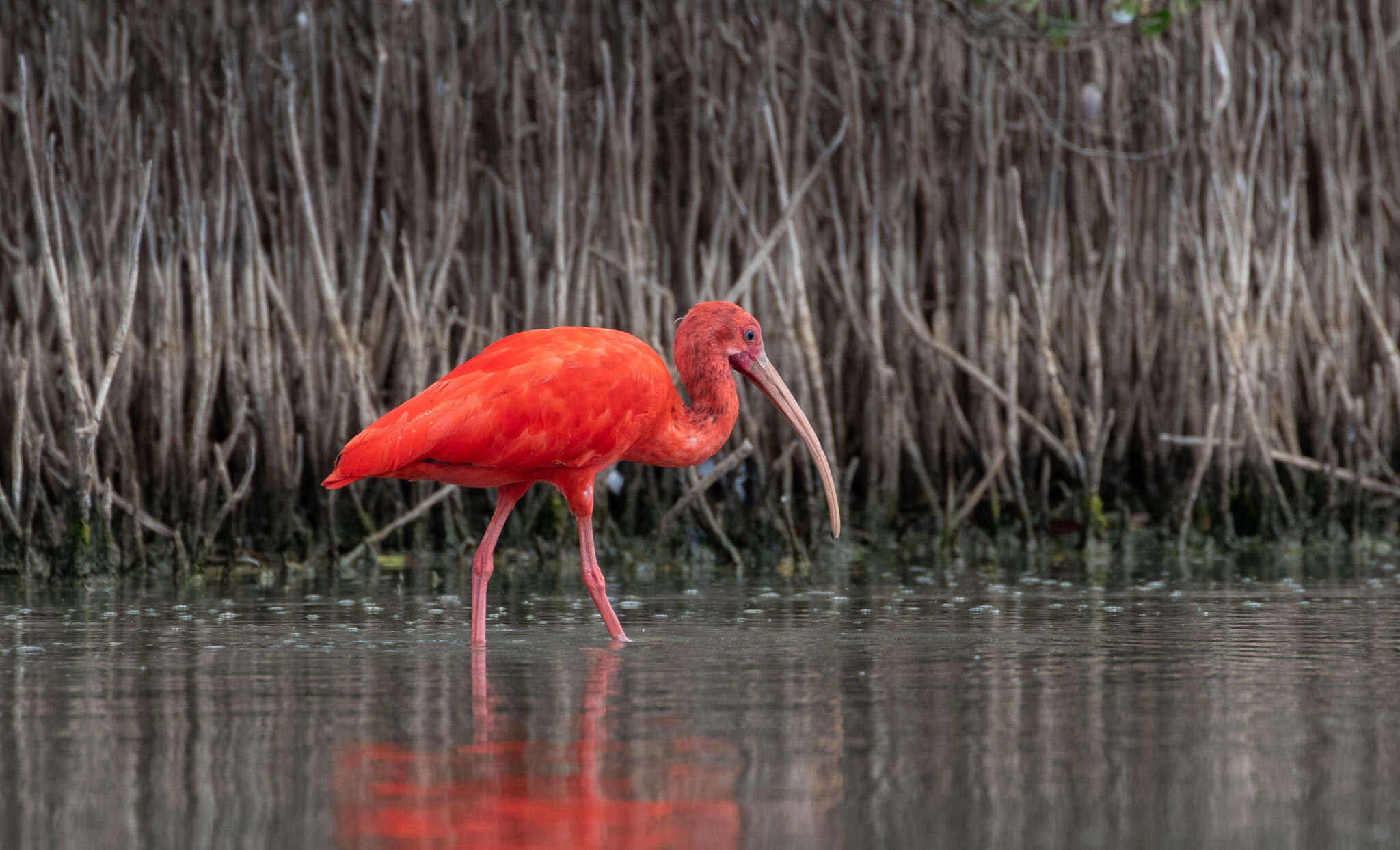 Image of Scarlet Ibis