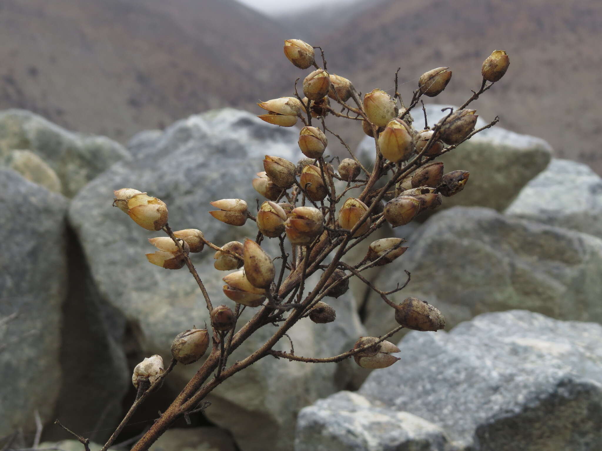 Image of Nicotiana solanifolia Walp.