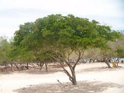 Image of Lignum Vitae