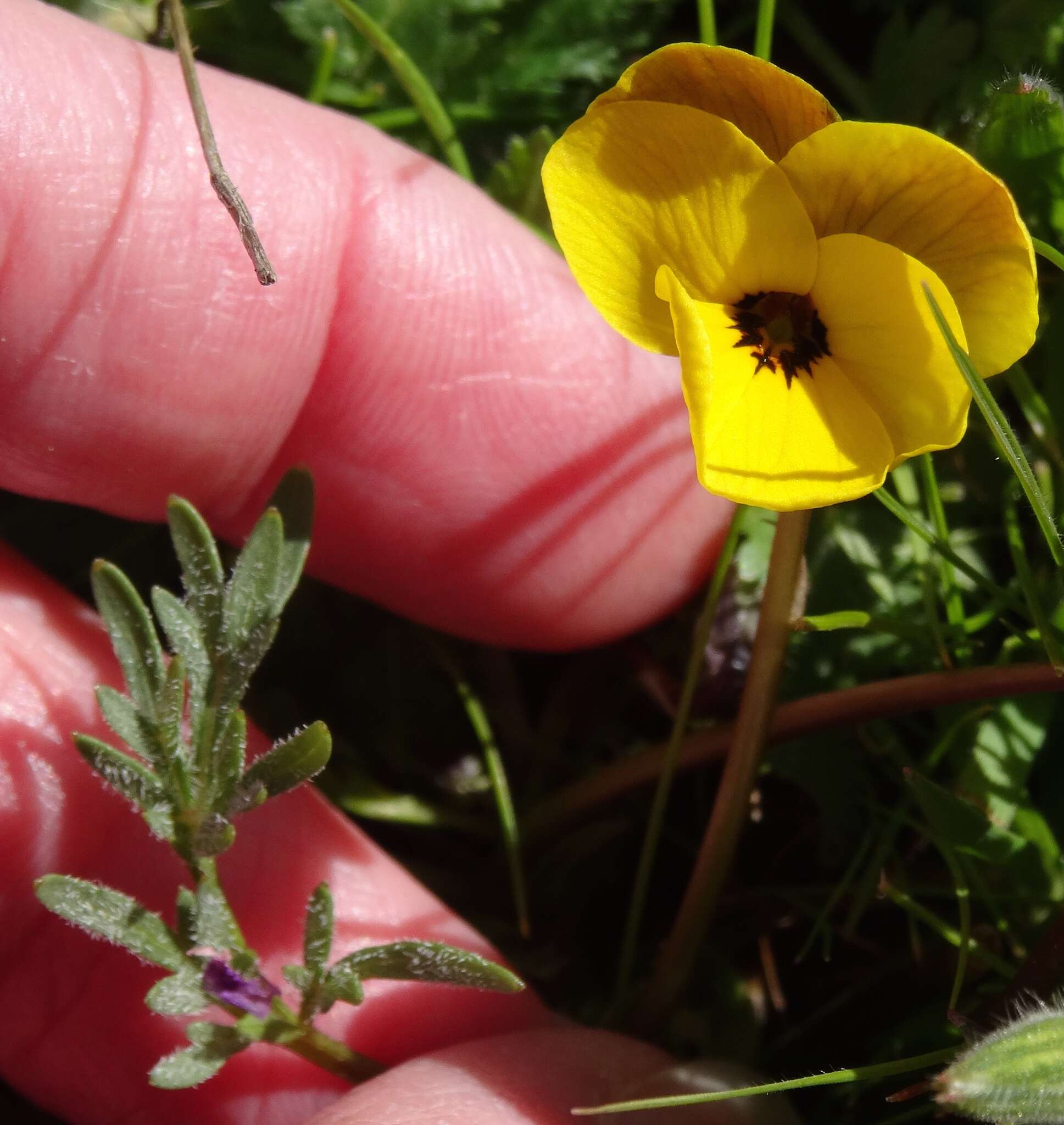 Image of Douglas' golden violet