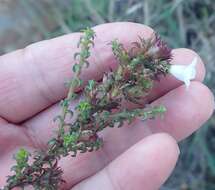 Image of Roella amplexicaulis Dod